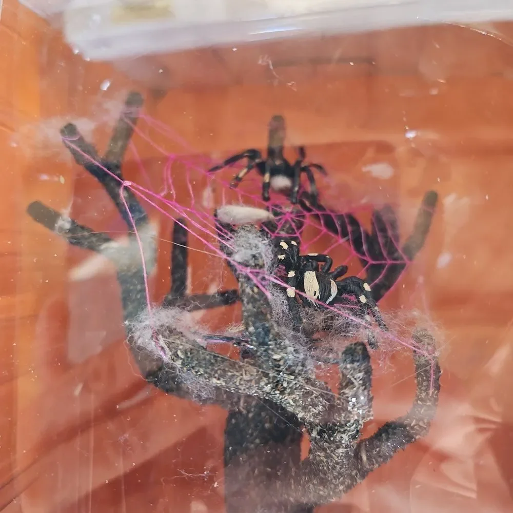 Lemax Spooky Town Spider Tree with Orange and Black